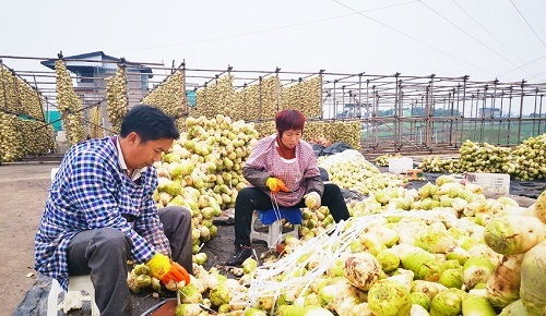 科技赋能传统农副产品加工 成佳镇万吨大头菜冷链发酵基地引领农业新变革