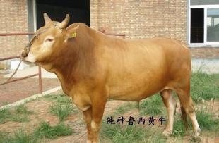 现在养殖什么牛效益好_农副产品_世界工厂网